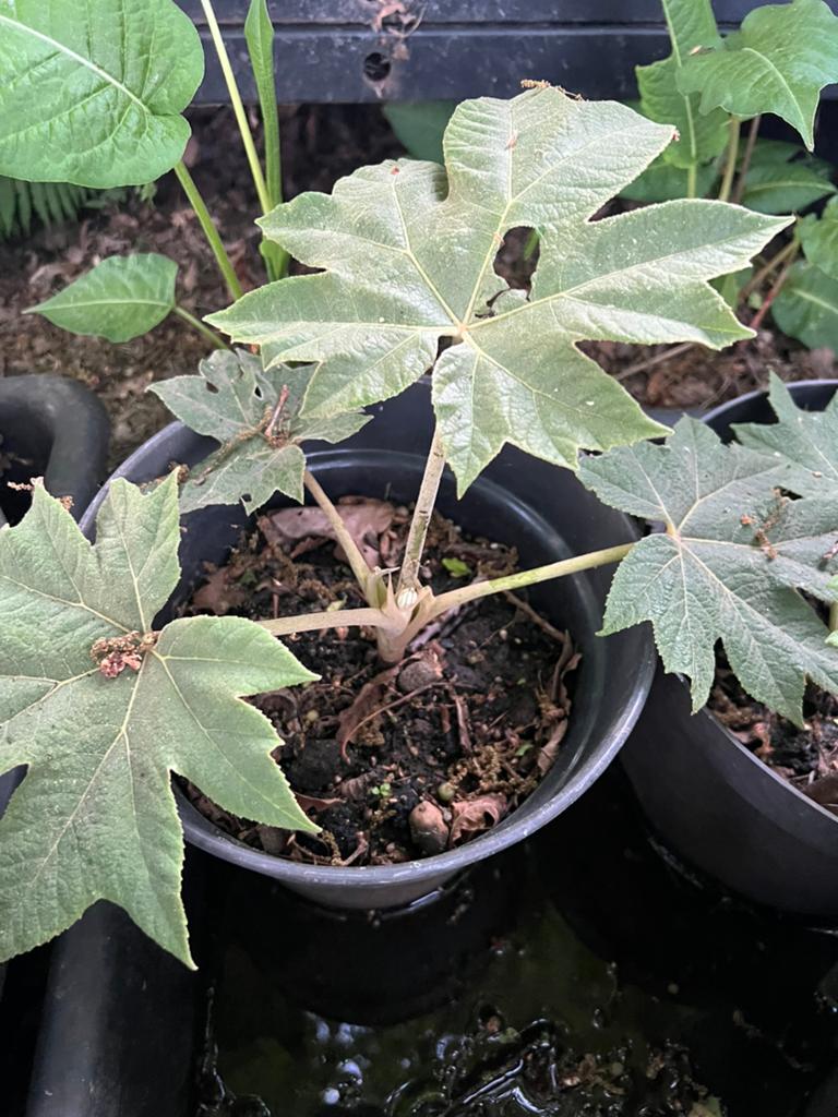 Rijstpapierplant, Tuin en Terras, Planten | Tuinplanten, Ophalen, Winter