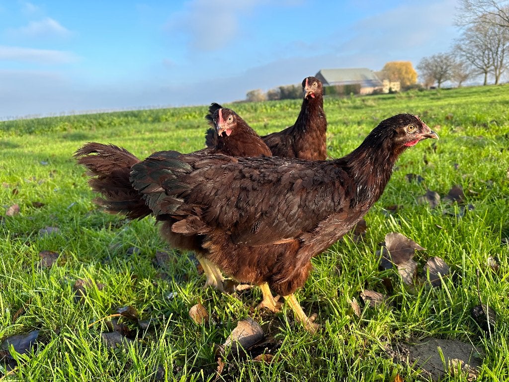 Jonge tamme Rhode Island Red kippen gesekst & ingeënt, Dieren en Toebehoren, Vrouwelijk, Kip
