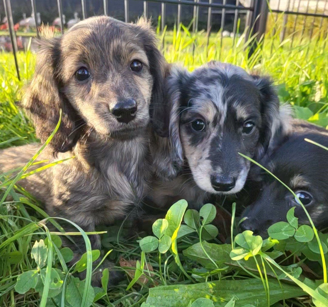 langharige Caninchen Teckel / Dachshund/ Teckel, Dieren en Toebehoren, Kaninchen, België, CDV (hondenziekte), 8 tot 15 weken