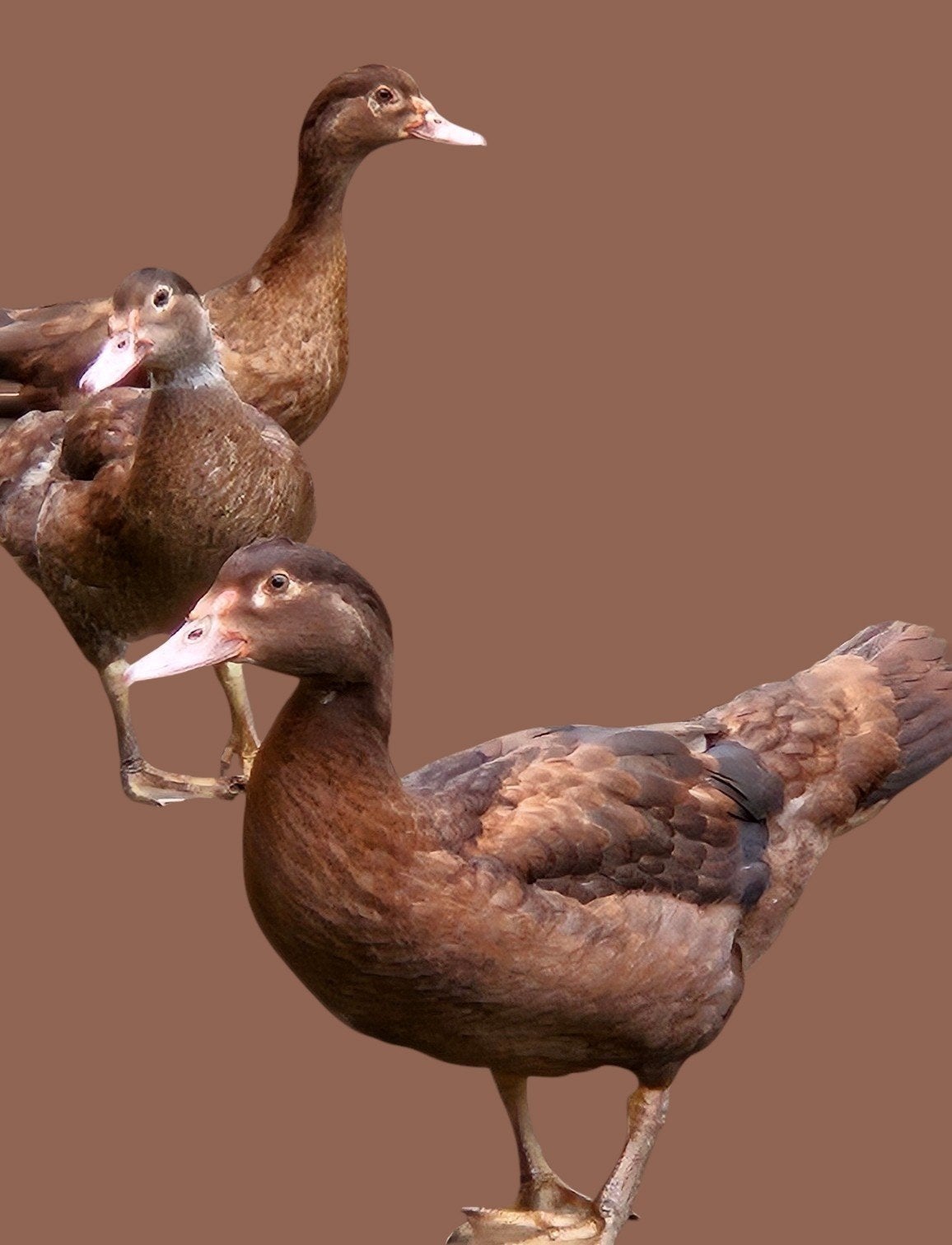 Jonge barbarie-eenden bruine kleurvariant., Dieren en Toebehoren