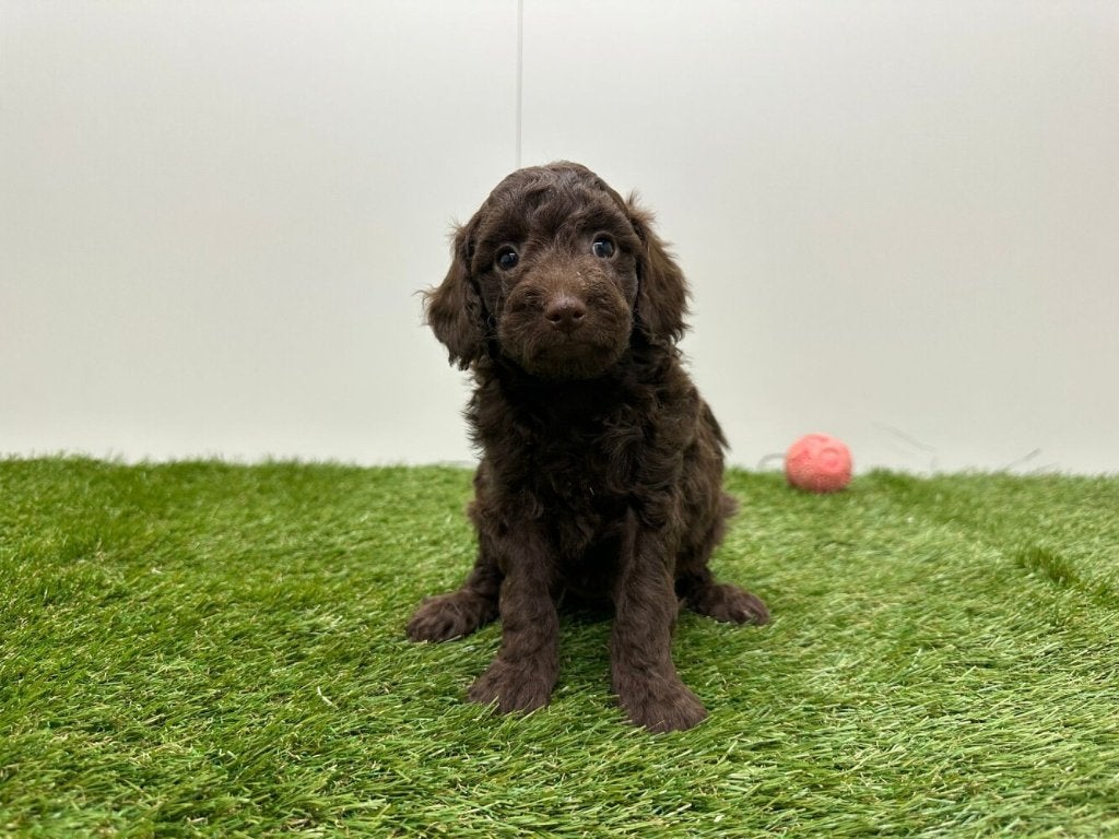Nestje Dwergpoedel pups, Dieren en Toebehoren, Poedel, Parvo, België, 8 tot 15 weken