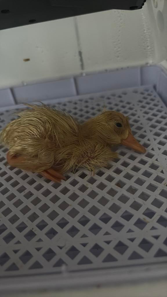 2 eenden kuikens