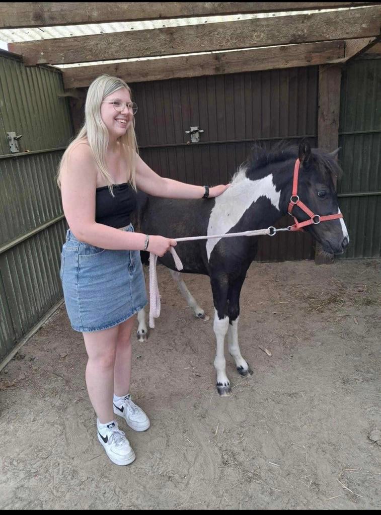 à vendre étalon G-star 1 an, Animaux & Accessoires, Chevaux & Poneys | Produits de soin, Comme neuf, Enlèvement