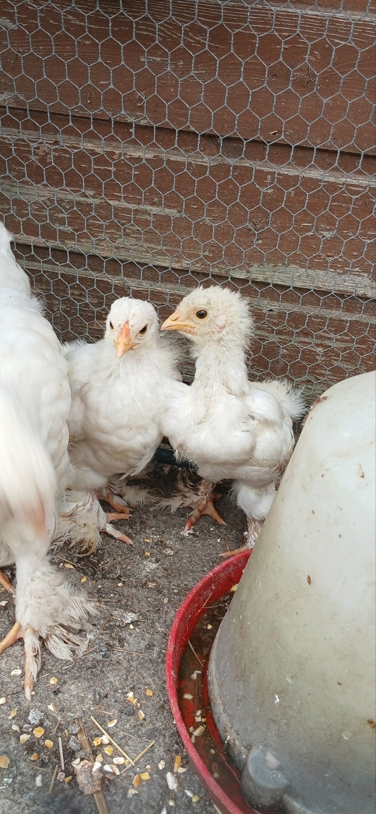 3 brahma kuikens, Sexe inconnu, Poule ou poulet