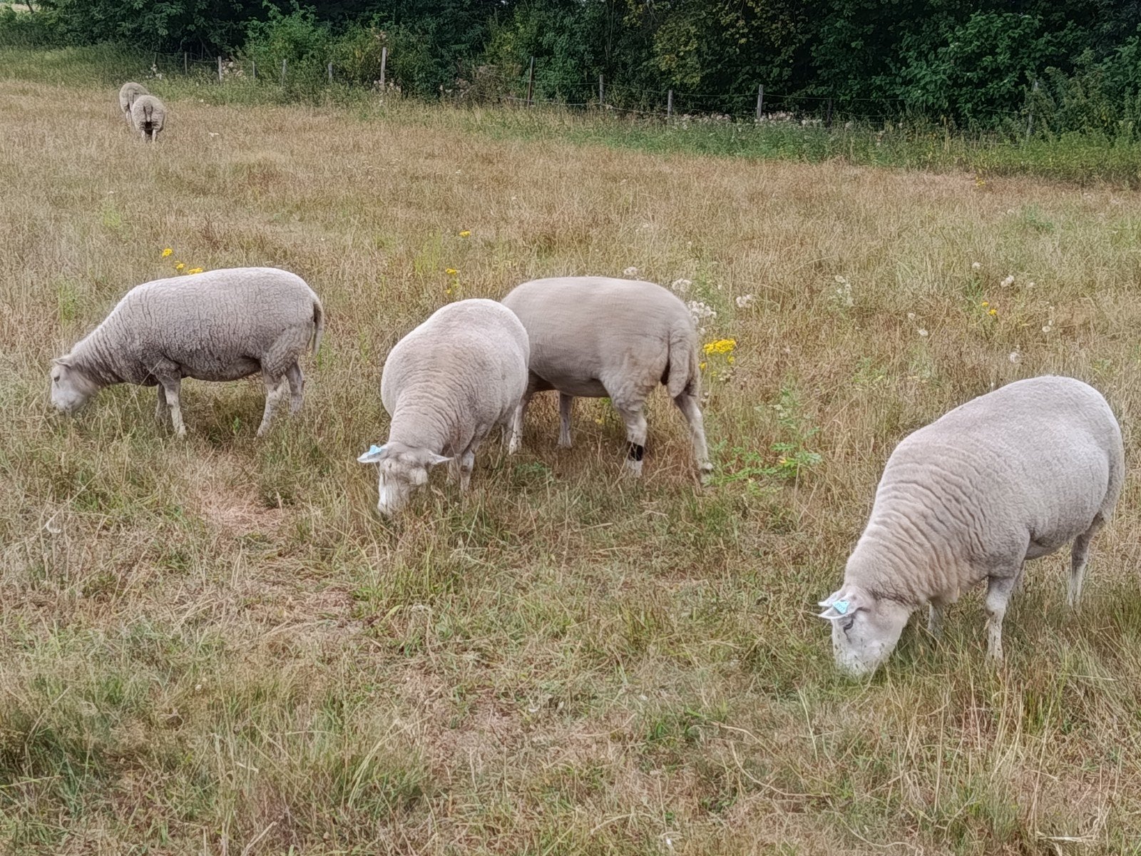 kudde schapen