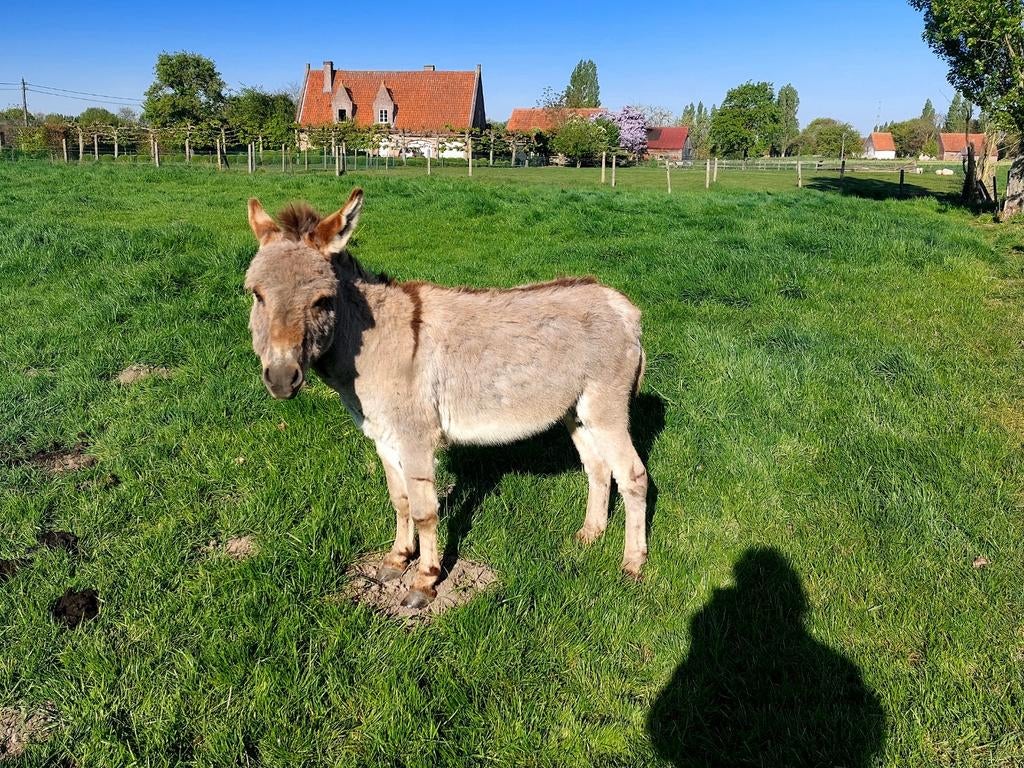 Ezel hengstje ter dekking