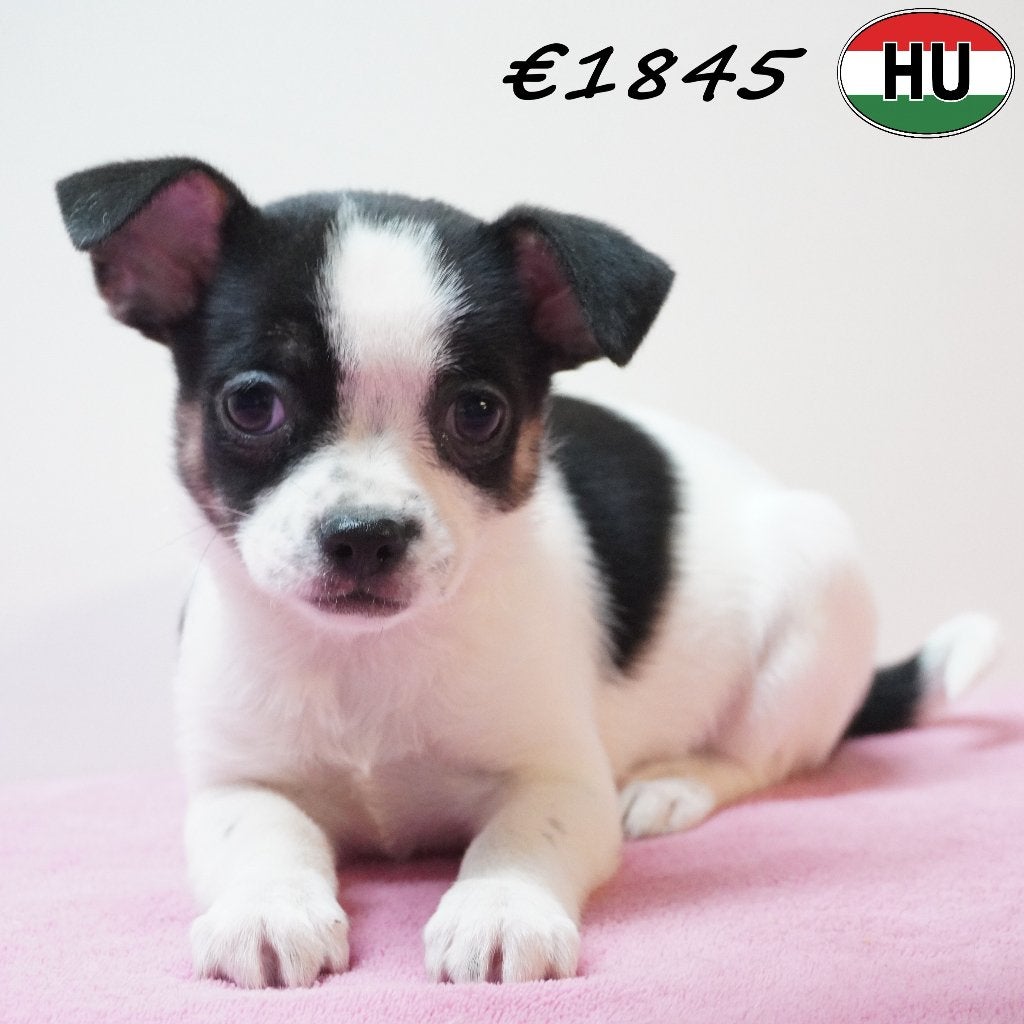 Chihuahua à poil court - femelles à vendre, Animaux & Accessoires, 15 semaines à 1 an, Hépatite contagieuse (maladie de Rubarth)