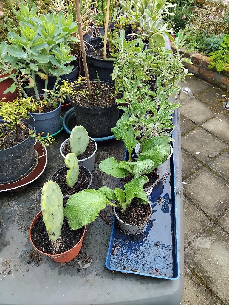 Plantes vivase, Tuin en Terras, Ophalen