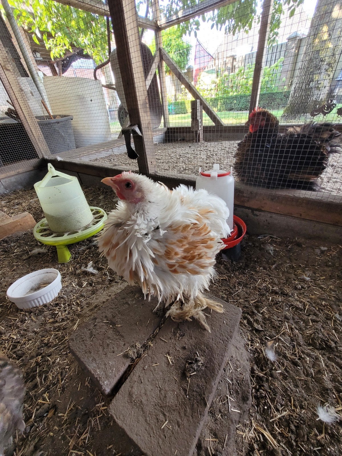 Lief Cochin kriel haantje, Dieren en Toebehoren, Pluimvee, Mannelijk