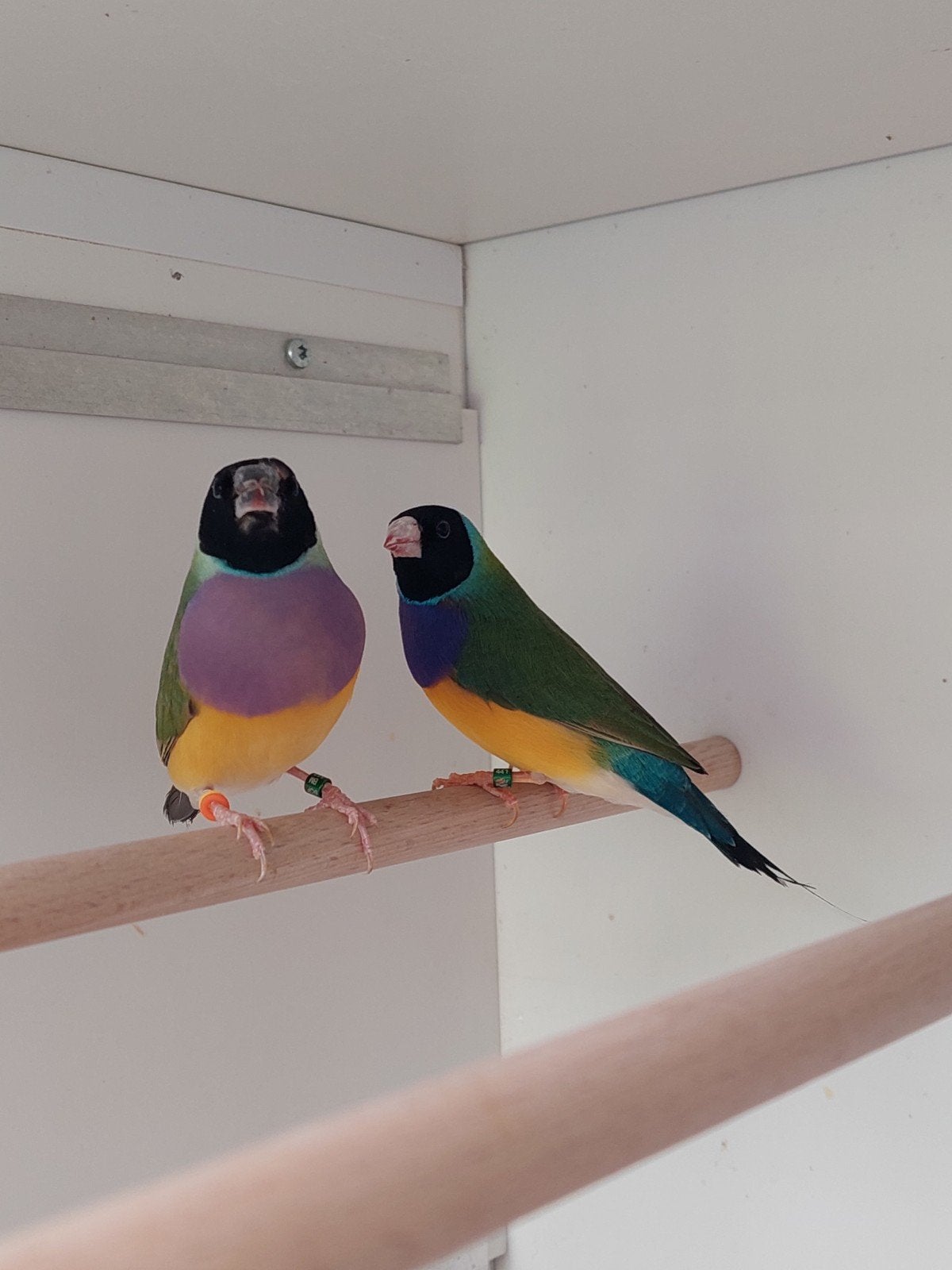 Koppel gouldamadine  van 26 natuurbroed  gereserveerd, Dieren en Toebehoren