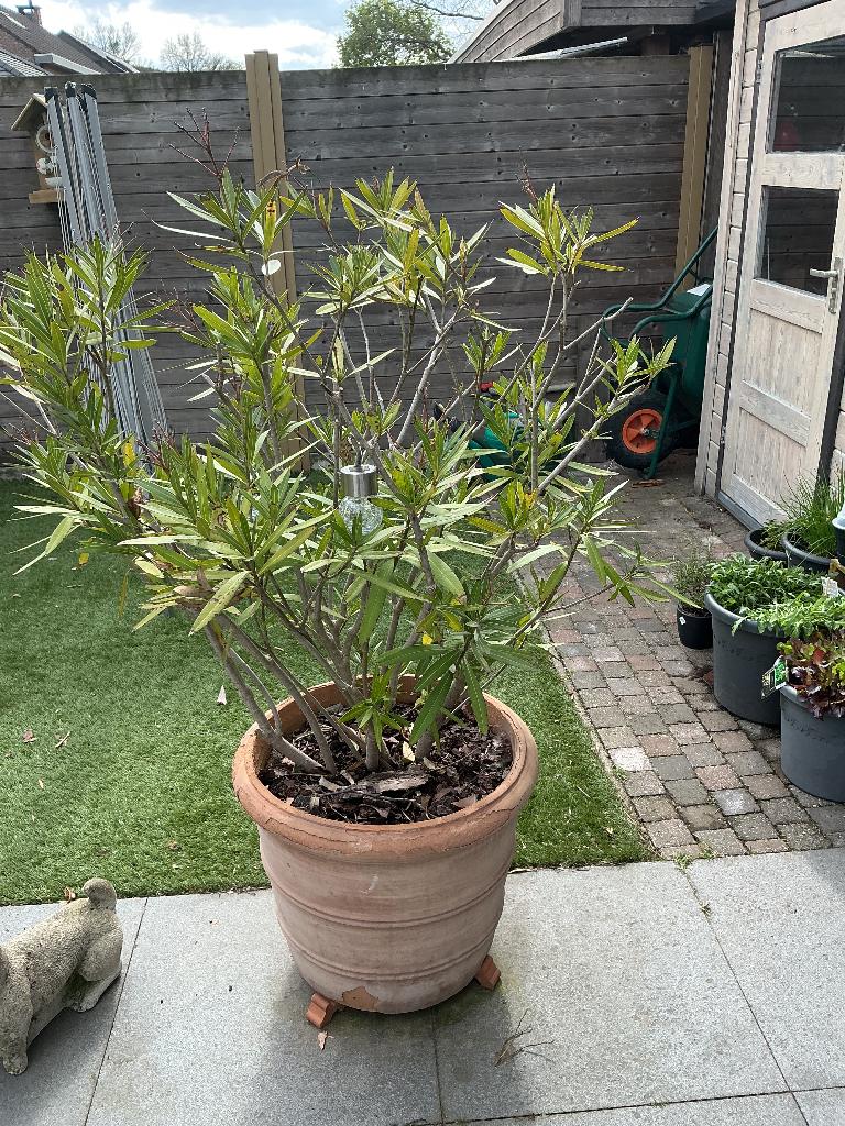 Oleander ong 1,40 hoog, Tuin en Terras, Vaste plant, Halfschaduw, Zomer, Ophalen