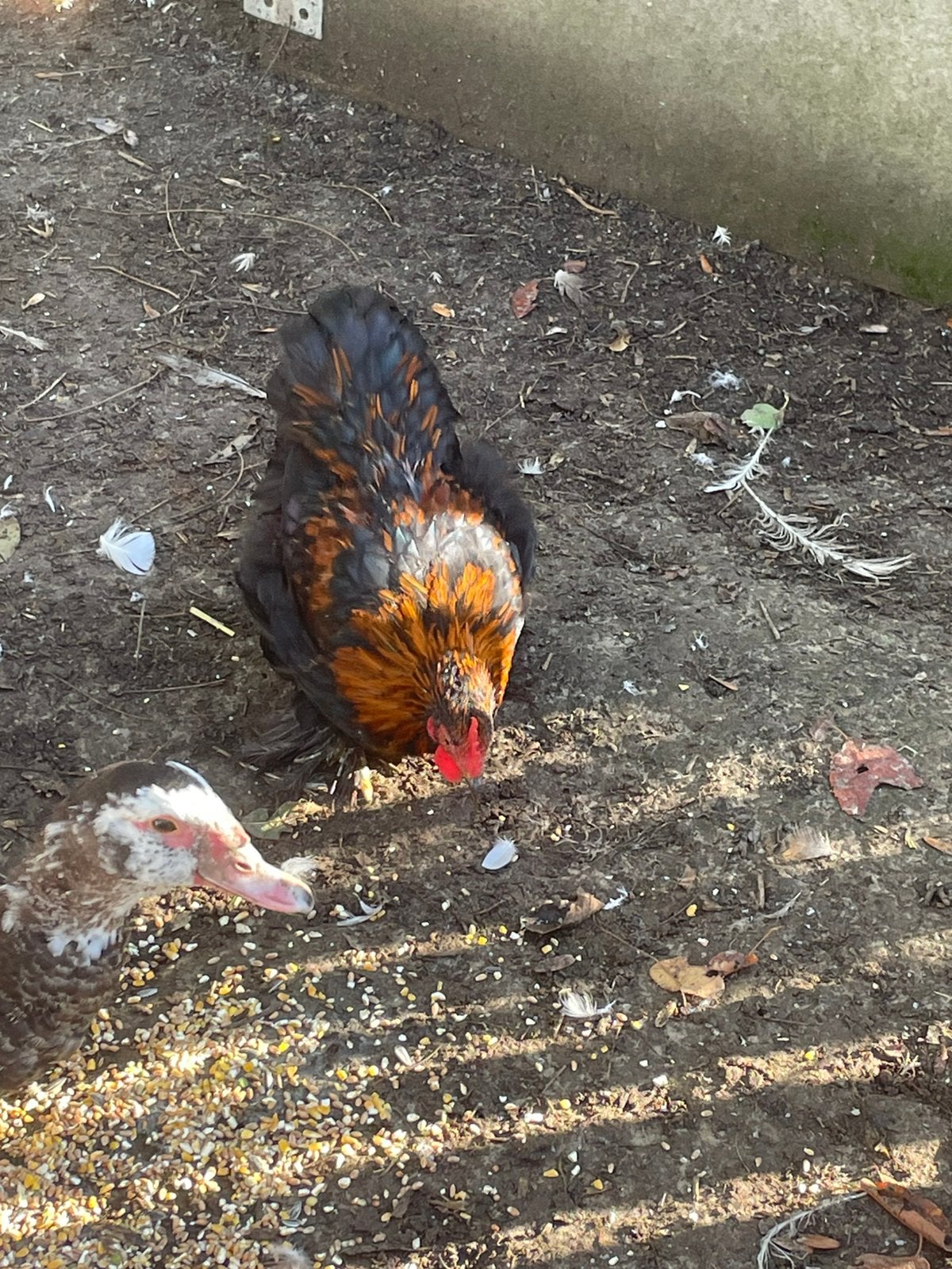 Koppel cochin kippen, Dieren en Toebehoren, Meerdere dieren, Kip