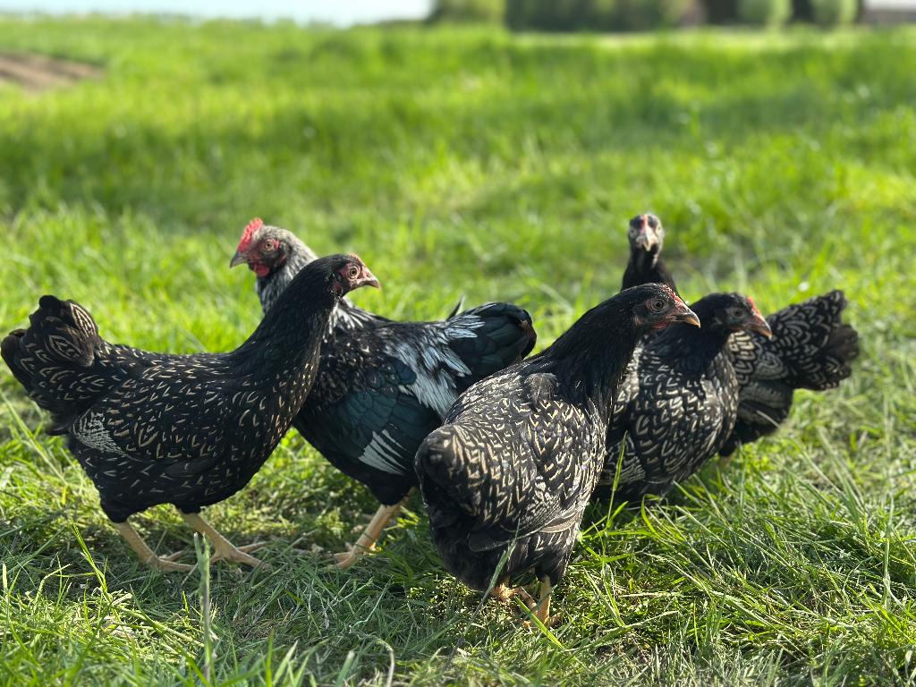 Barnevelder kriel zilver dubbelgezoomd gesekst & ingeënt, Dieren en Toebehoren, Pluimvee