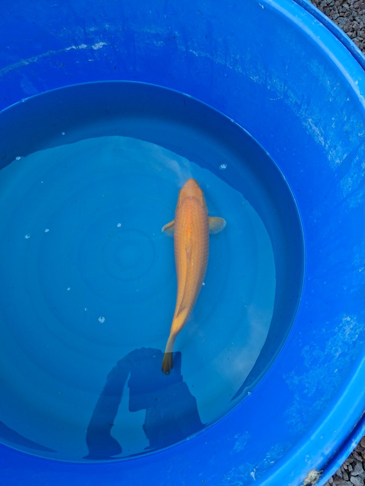 Japanse koi karashigoi, Animaux & Accessoires, Poissons | Poissons d'étang, Carpe ou Koï