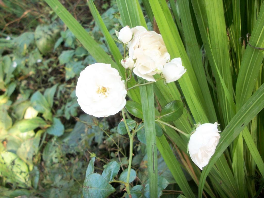 Roos 'The Fairy Album' en andere van hobbykweek, Tuin en Terras, Volle zon, Vaste plant, Zomer, Ophalen