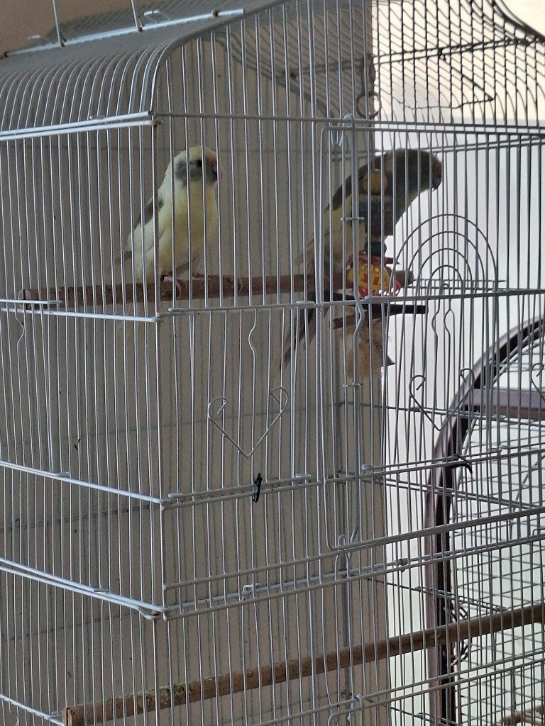 Te. Koop, Animaux & Accessoires, Oiseaux | Perruches & Perroquets, Femelle, Perroquet, Bagué