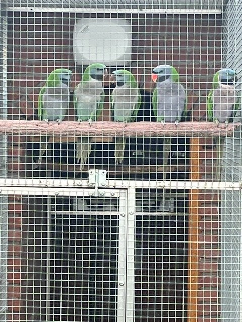 derbyan parkieten, Plusieurs animaux, Perruche