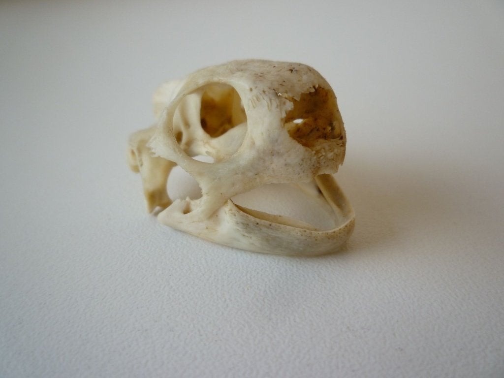 Taxidermie : Crâne de tortue, Collections, Enlèvement ou Envoi, Crâne