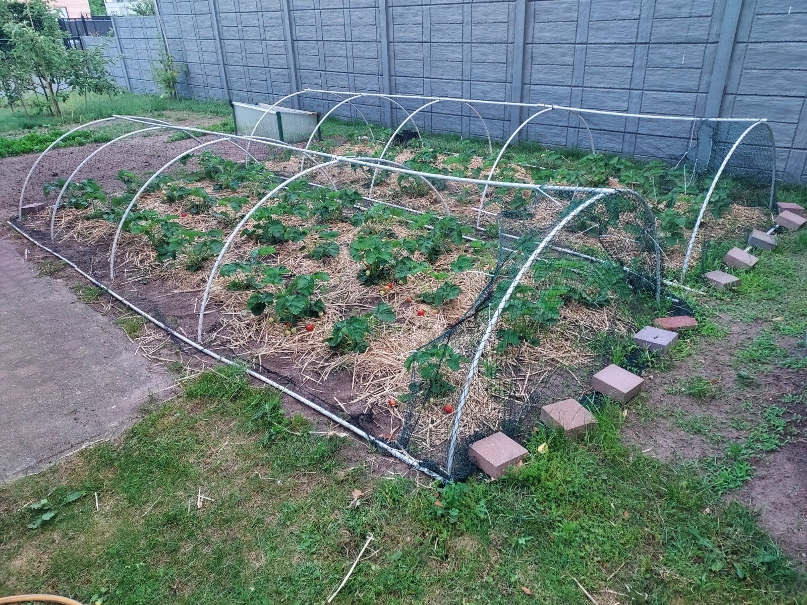Nieuwe aardbeienplantjes 2026, Jardin & Terrasse, Plantes | Jardin, Enlèvement
