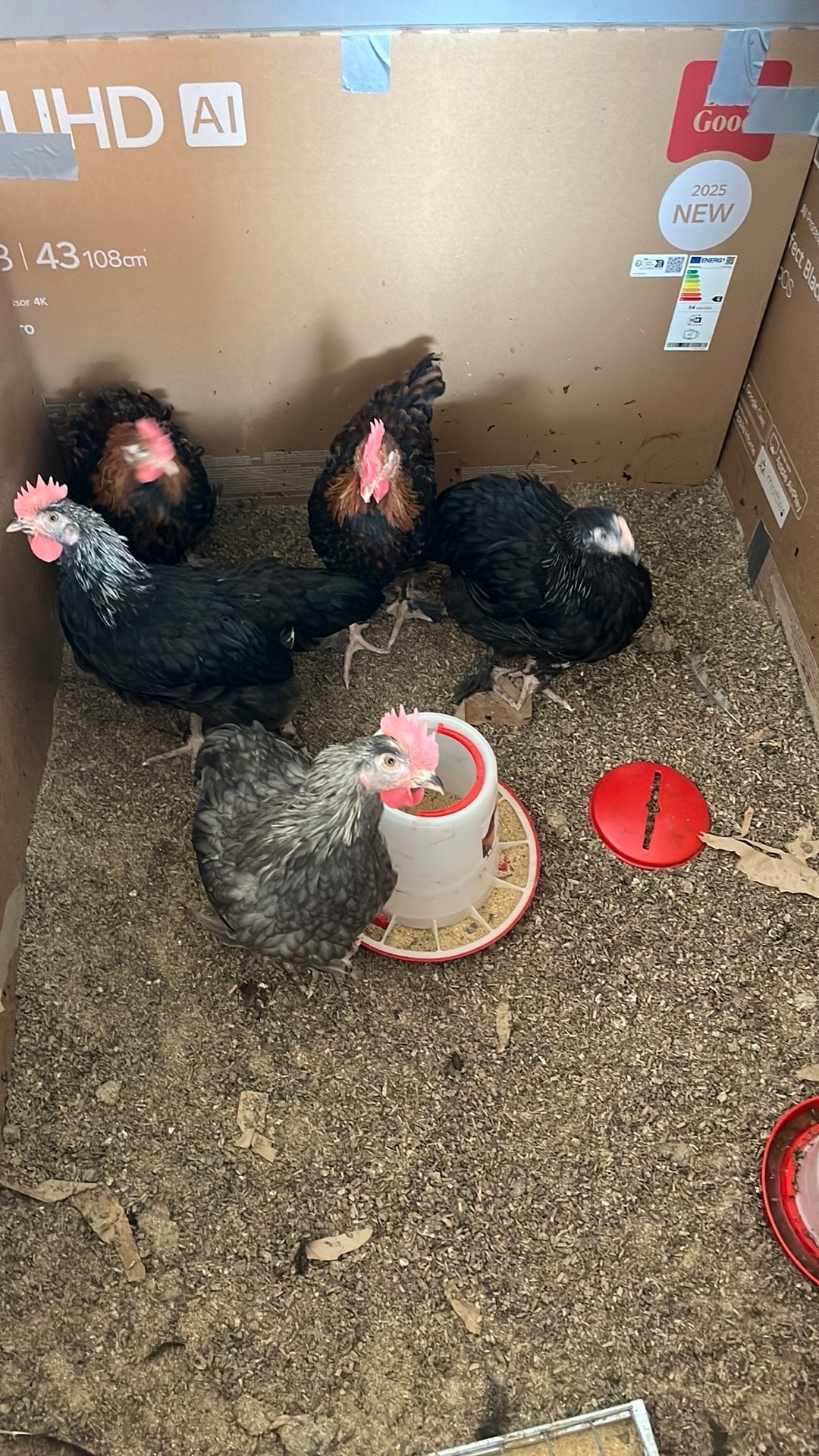 3 hanen te koop