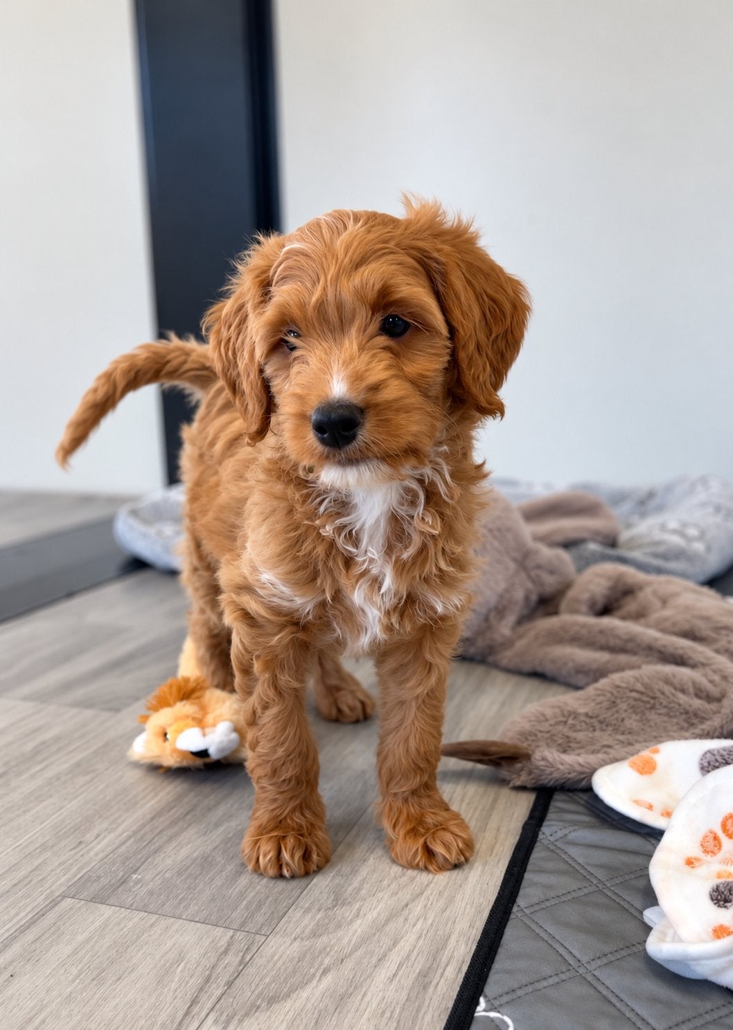 Beaux chiots Goldendoodle, Caniche, Maladie de Carré (chiens), Plusieurs, Belgique