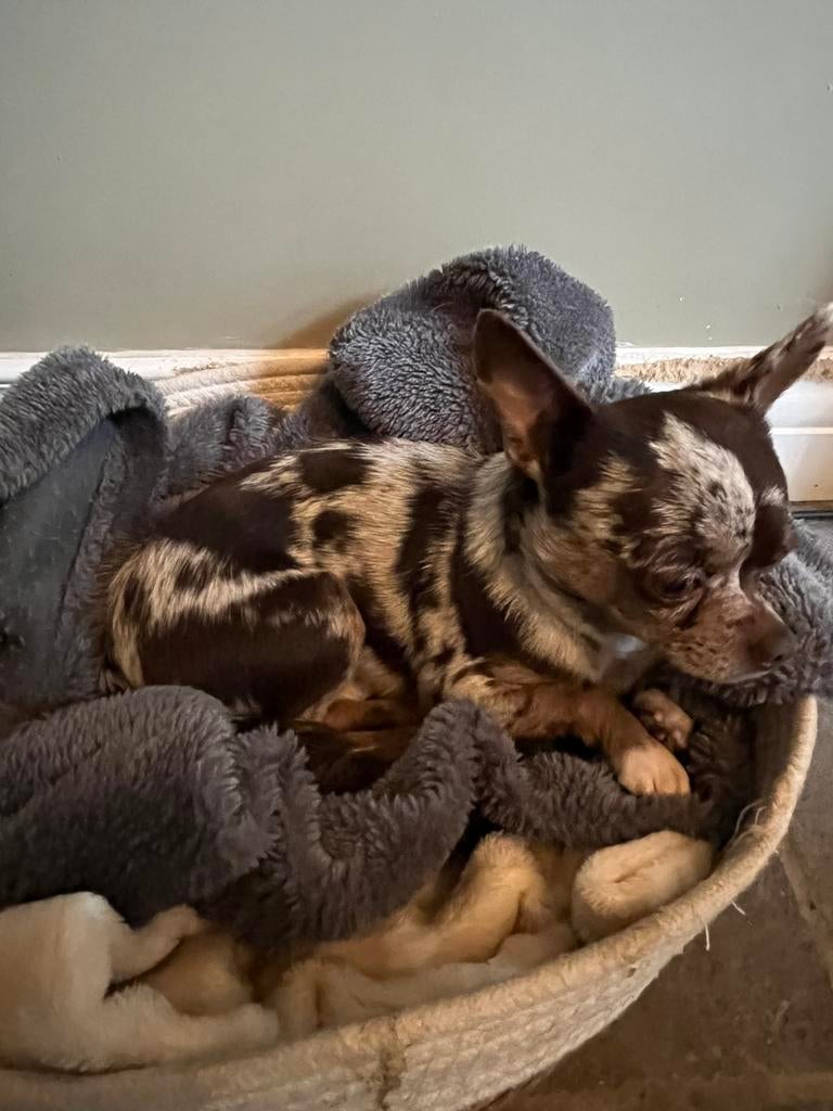 Chihuahua merle dekreu ter beschikking