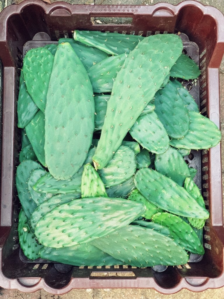 opuntia cactusschijven (voor schildpadden) en planten, Tuin en Terras, Ophalen