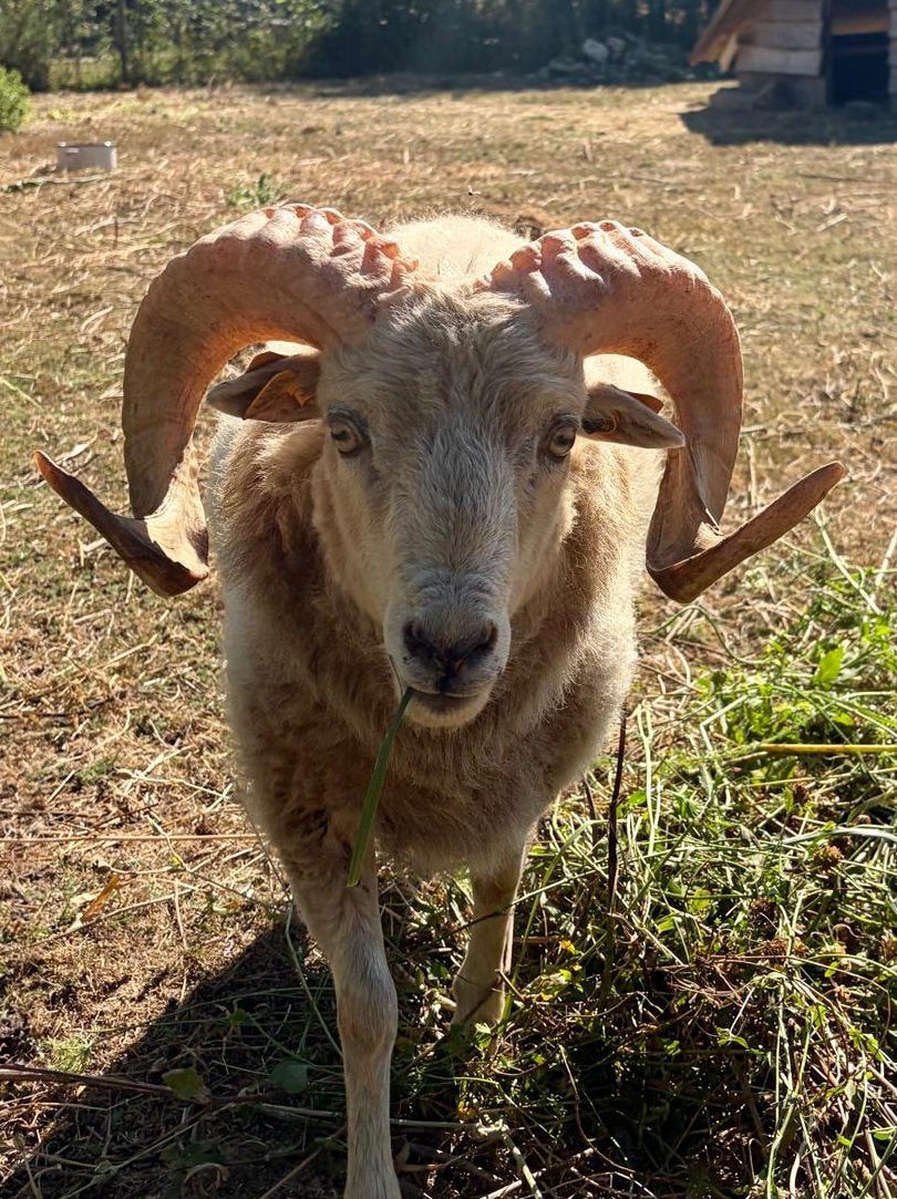 Ouessant Ram, Mâle, Mouton, 0 à 2 ans