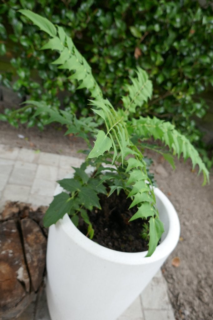 Mahonia ou Grape Bush, Enlèvement, Hiver, Plante fixe, Autres espèces