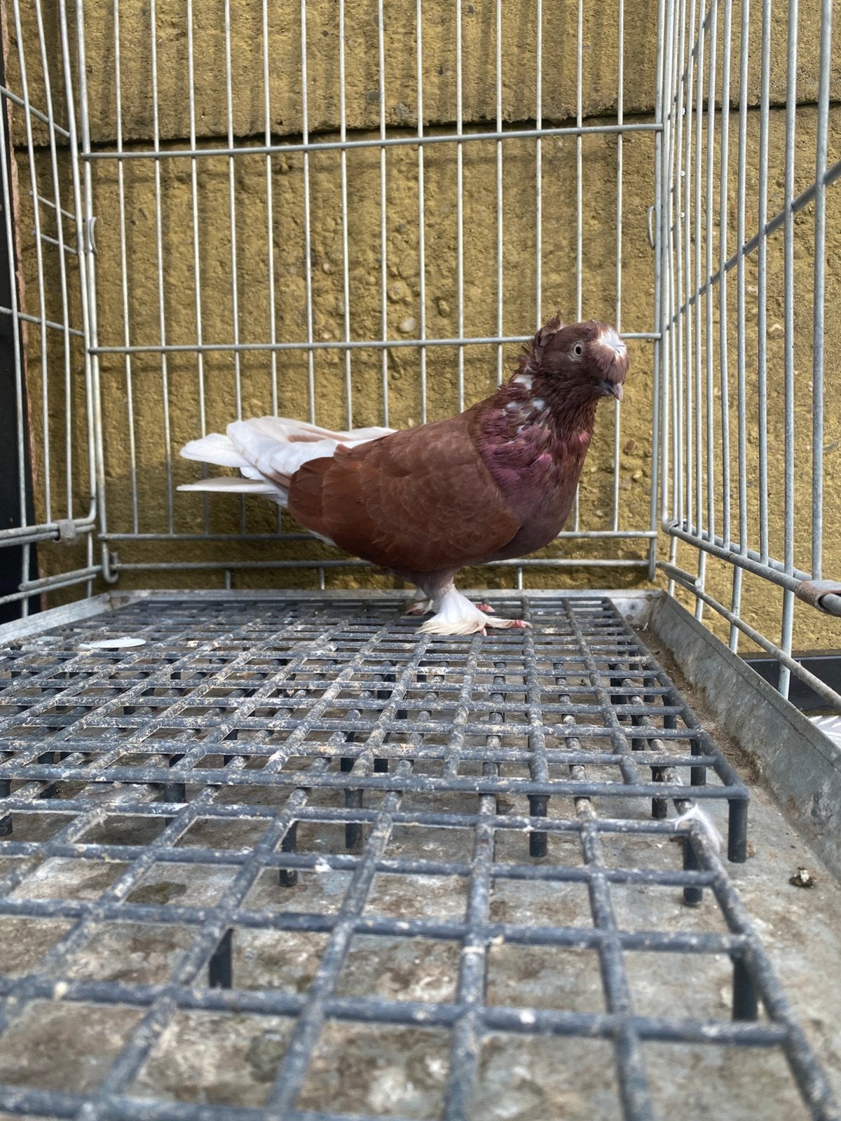 Takla şarabı Mannelijk, Mâle
