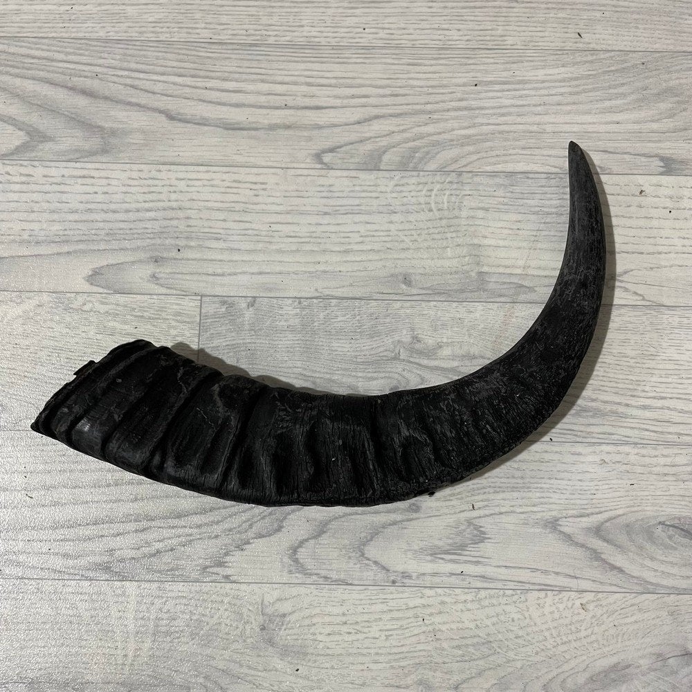 Waterbuffel hoorn los 55cm nr 308 | Lederstore, Collections, Enlèvement ou Envoi, Neuf, Animal de ferme, Bois ou Tête