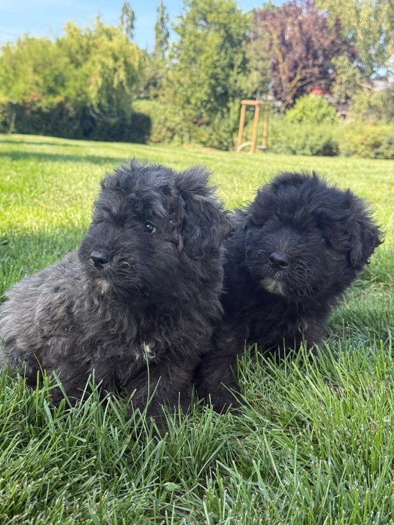BOUVIER PUPPY, Dieren en Toebehoren, Bouvier, België, Particulier, 8 tot 15 weken