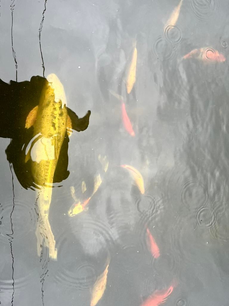 Totaaluitverkoop Vijver: Koi, goudvissen en apparatuur, Karper of Koi