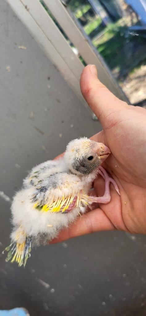 Kakariki  femelle a nourrir, Femelle