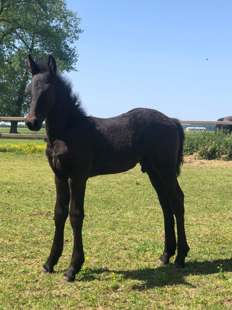 A vendre poulain d'étalon frison le 24/04/2026, Animaux & Accessoires, Enlèvement