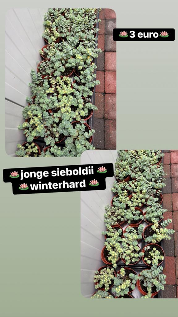 Jonge sieboldii winterhard, Tuin en Terras, Ophalen