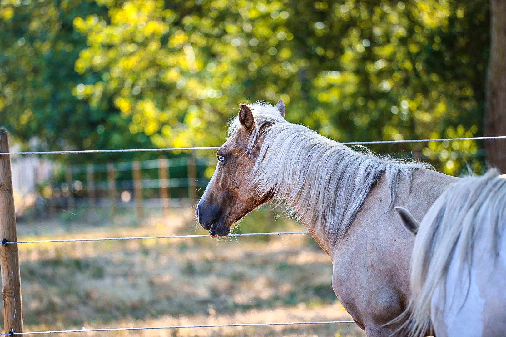 Eyecatcher Palomino merrie blauwe ogen, Dieren en Toebehoren, Paarden, Merrie, M