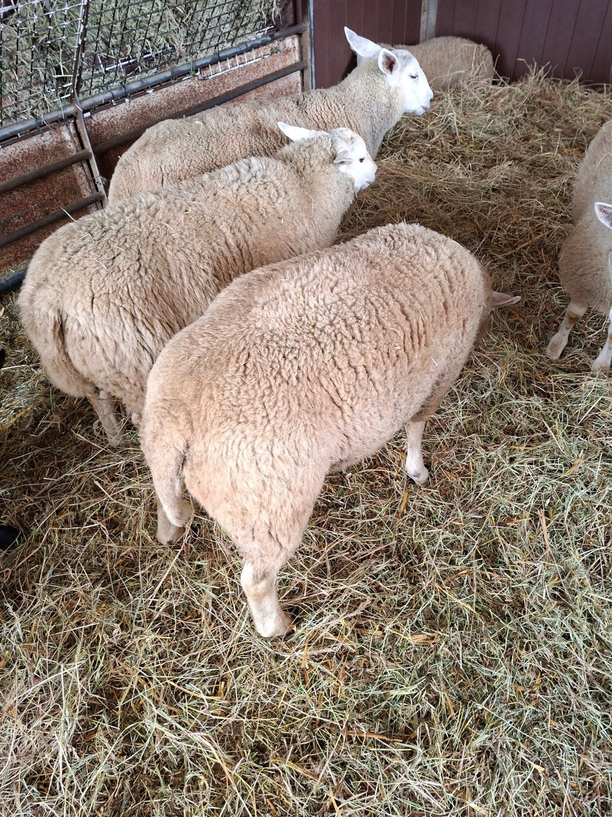Schapen, Dieren en Toebehoren, Schapen, Geiten en Varkens