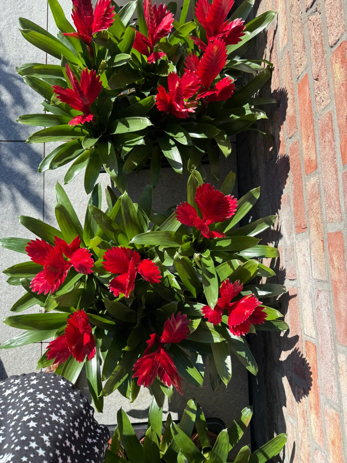 kamerplanten en bloemen, Ophalen of Verzenden
