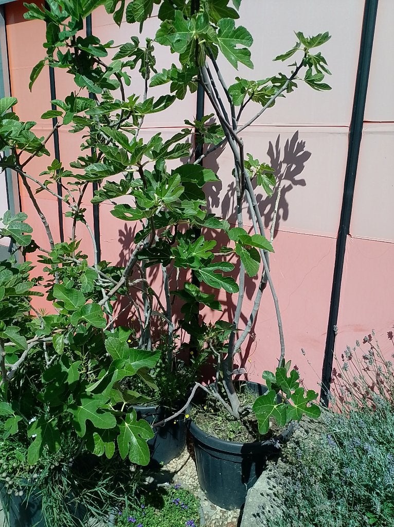 vijgenboom vasco maddeleine 2 saison, Tuin en Terras, Planten | Bomen, Overige soorten, 100 tot 250 cm, Zomer, Ophalen