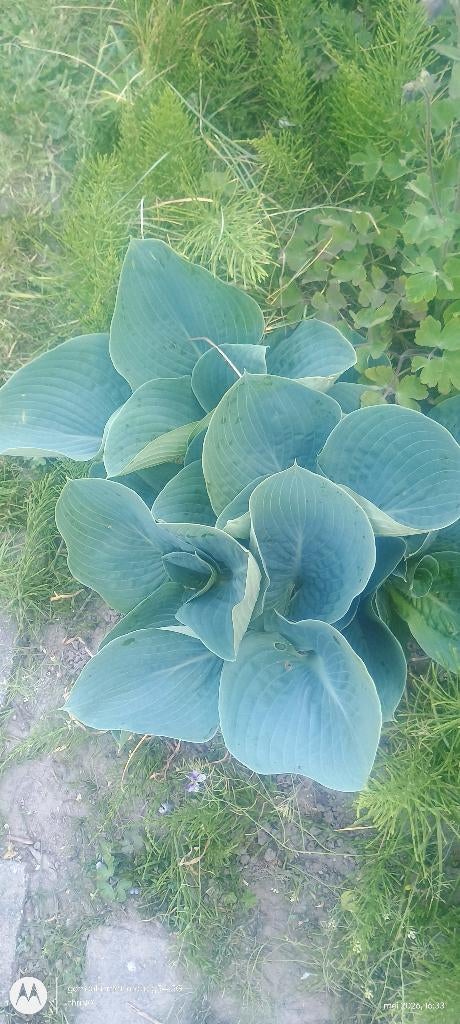 Hosta 2 stuks, Ophalen, Vaste plant, Overige soorten