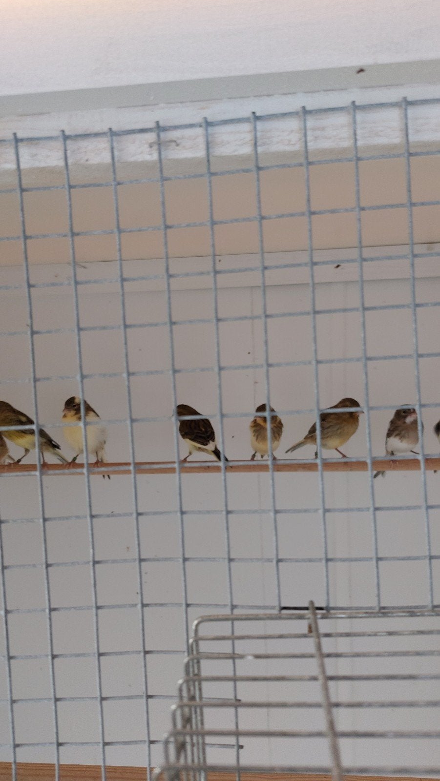 kanaries, Dieren en Toebehoren