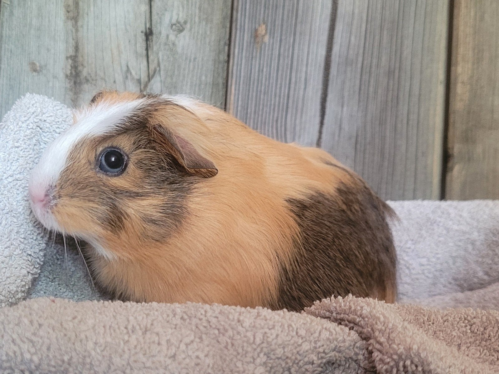 Cavia zeugjes, Dieren en Toebehoren, April, Cavia