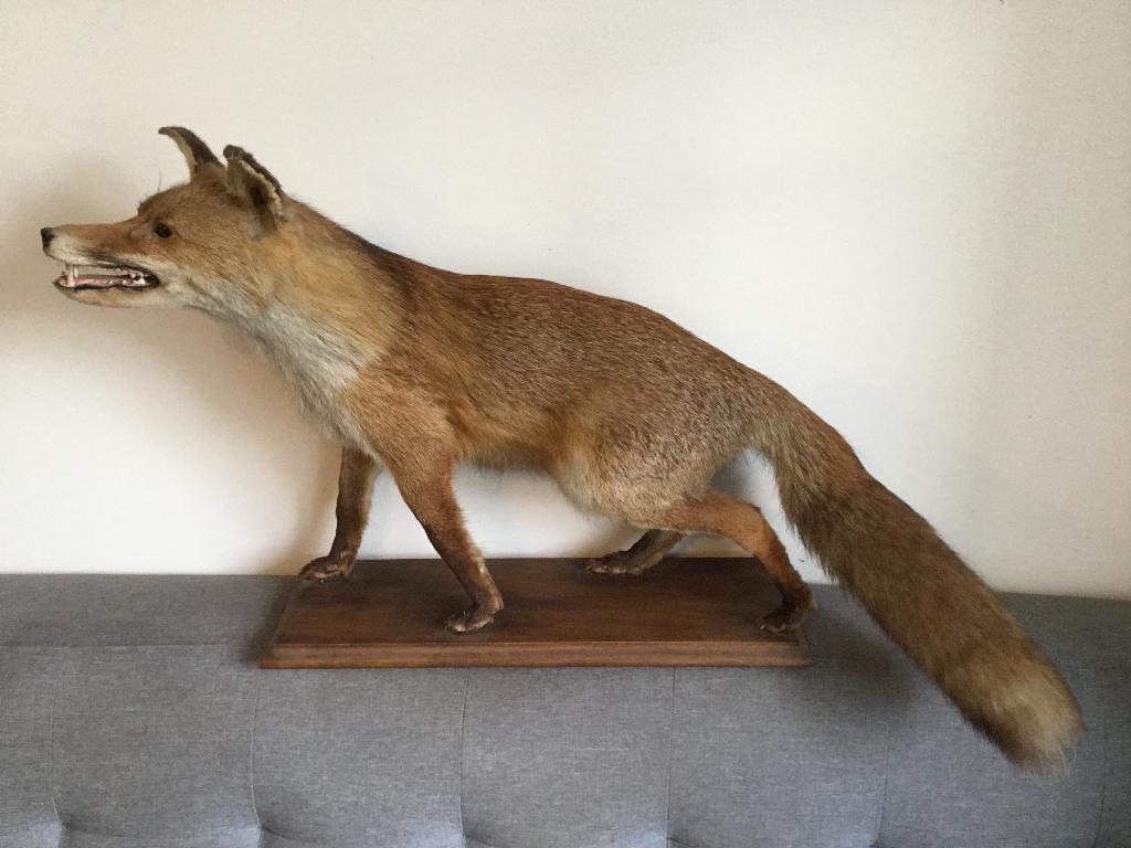 A vendre renard empaillé, Enlèvement, Comme neuf, Animal sauvage, Animal empaillé