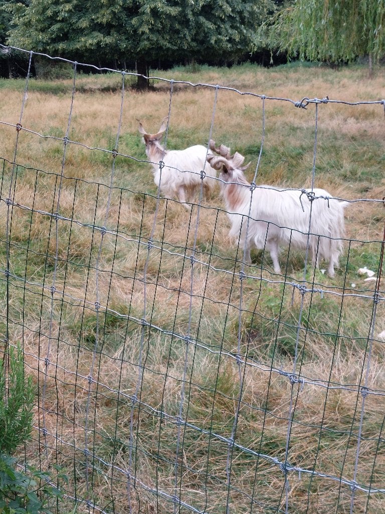 Twee geiten  bokken. Langharig, Dieren en Toebehoren, Mannelijk, Geit