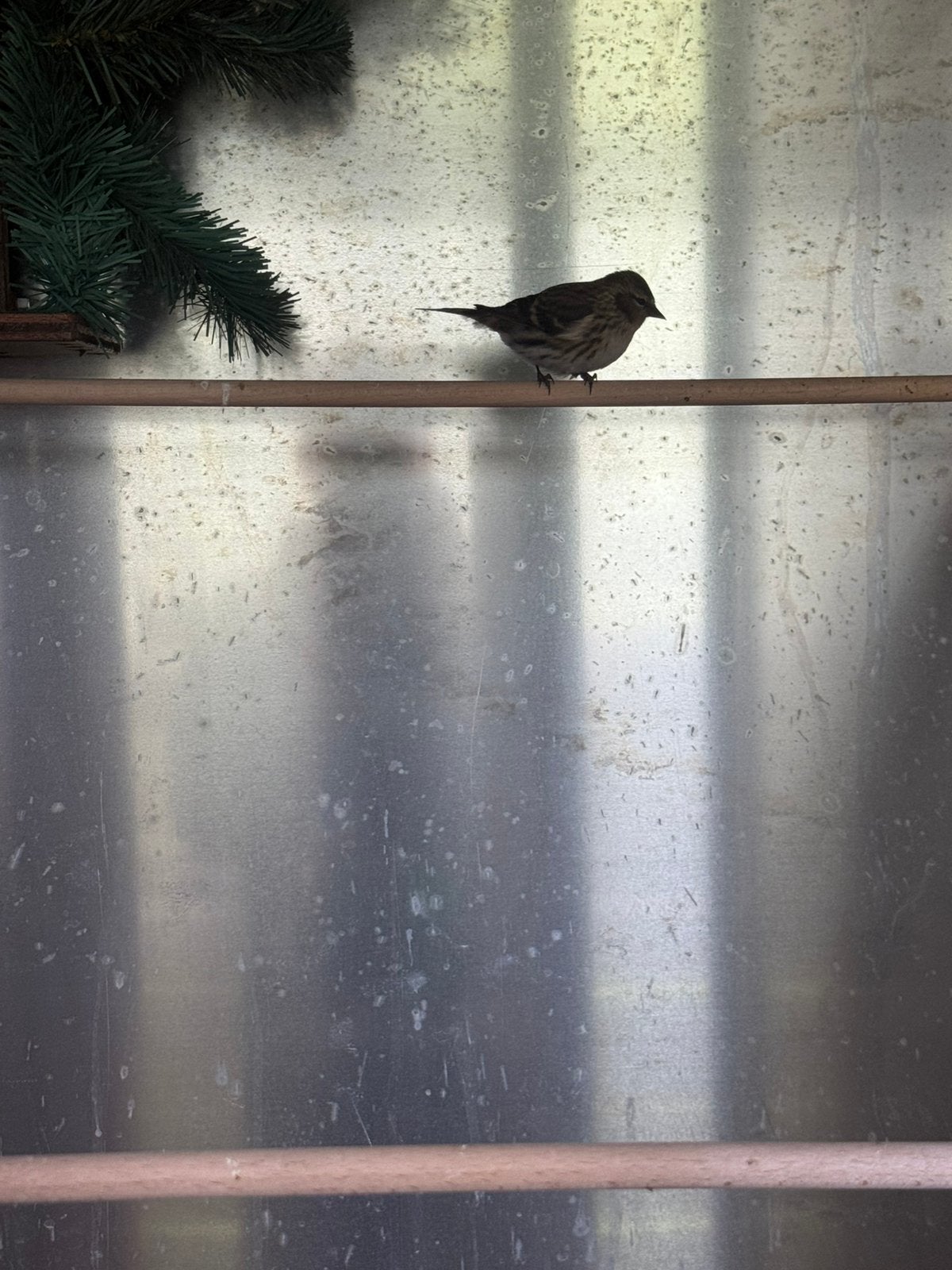 3 noordse barmsijs popen te koop van 2025, Animaux & Accessoires, Oiseaux | Oiseaux Autre