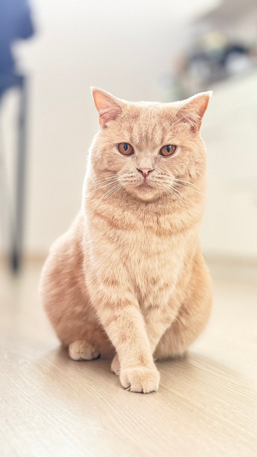 Lieve kater (3 jaar) zoekt een nieuw, warm thuis, Chat, Avec puce électronique, 3 à 5 ans