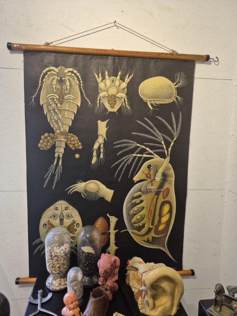 Vintage Duitse schoolkaart Entomostraca schaaldier 1950, Antiek en Kunst, Antiek | Schoolplaten, Ophalen