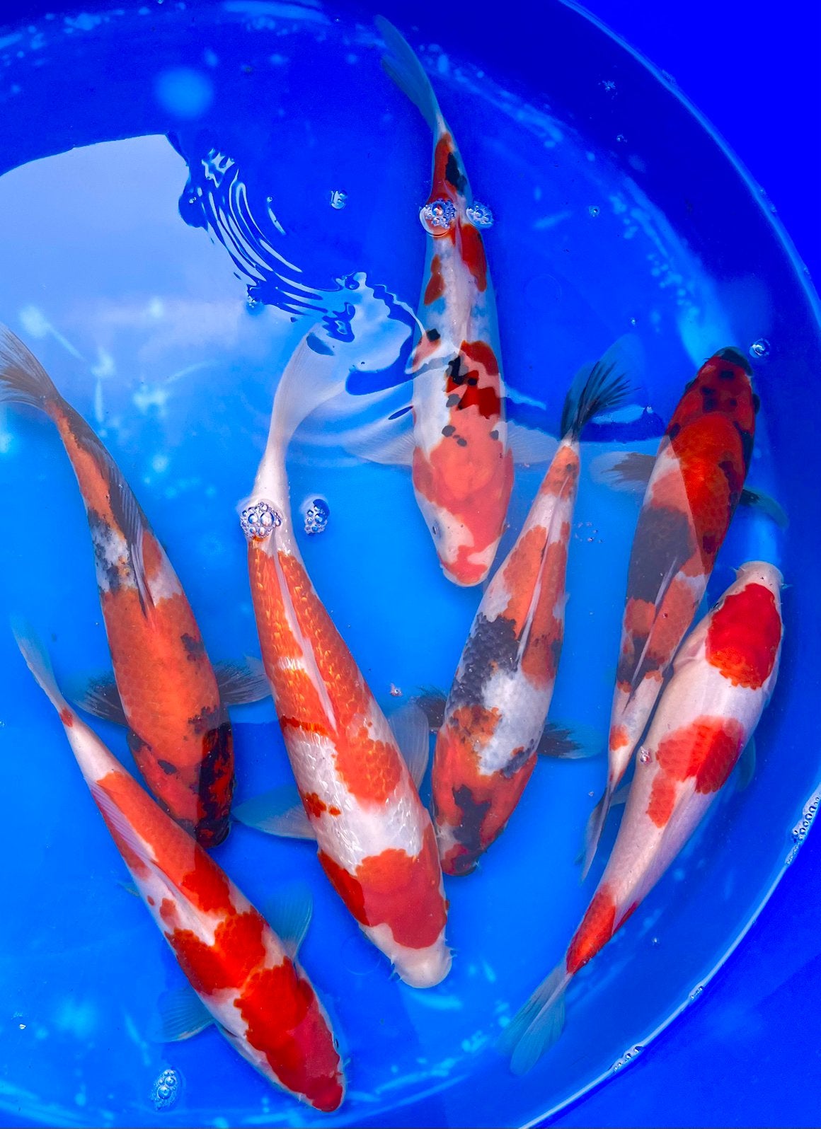 Koi japonais : Tosai Showa, Kohaku. Chagoi, Benigoi, Mix, Animaux & Accessoires, Poissons | Poissons d'étang, Carpe ou Koï