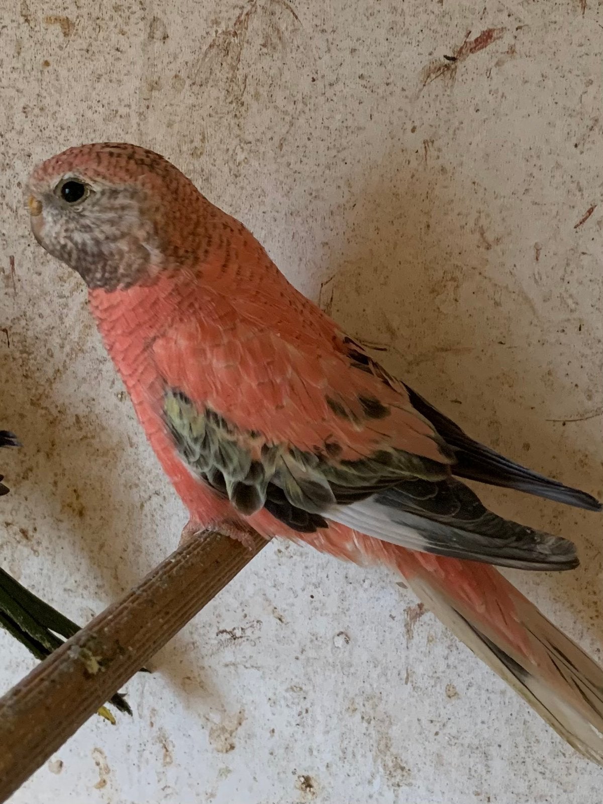 Bourkes parkieten, Dieren en Toebehoren